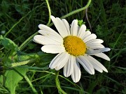 10 Leucanthemum vulgare (Margherita comune)) 